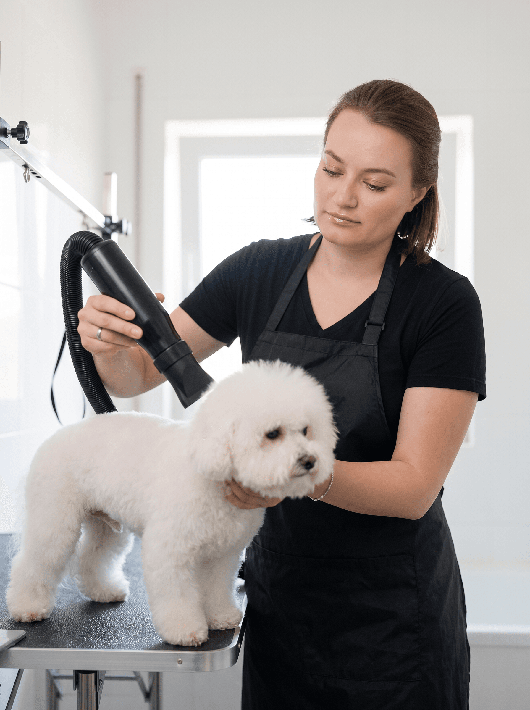 Aleksandra blow-drying a white bichon