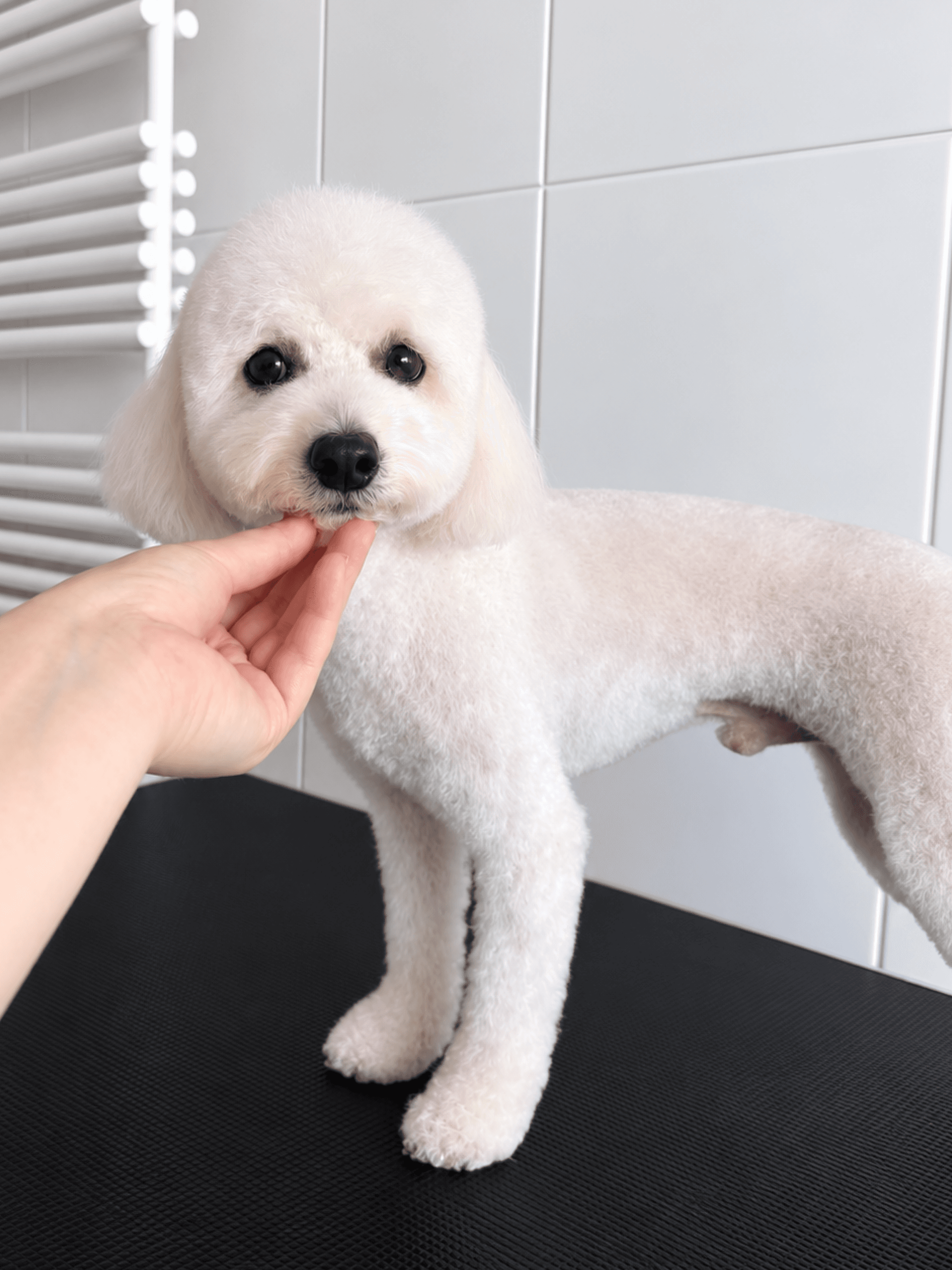 Small white curly dog after a haircut