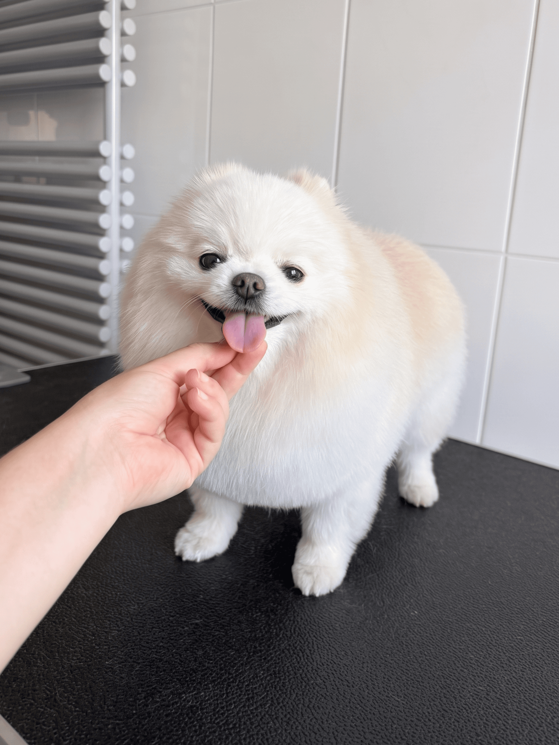White Pomeranian after grooming