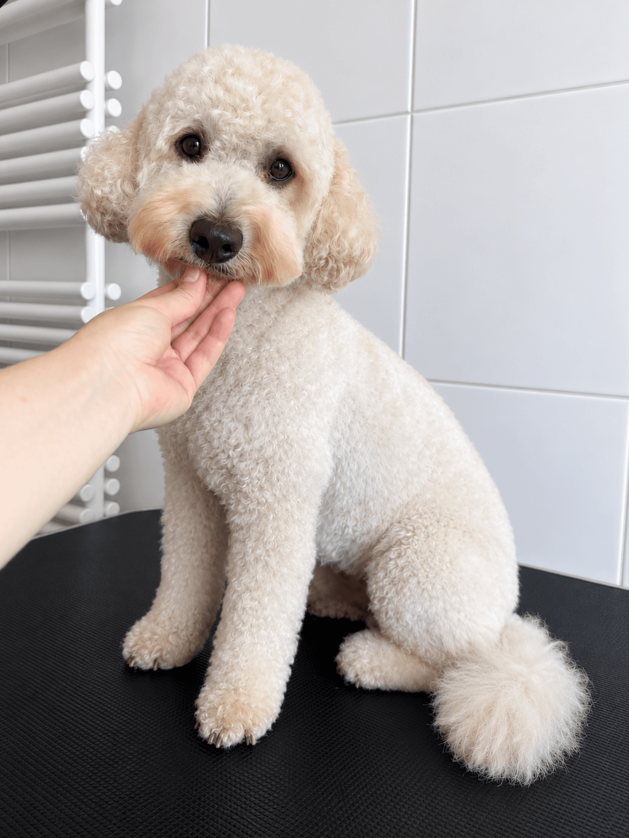 Cream curly dog after a full grooming
