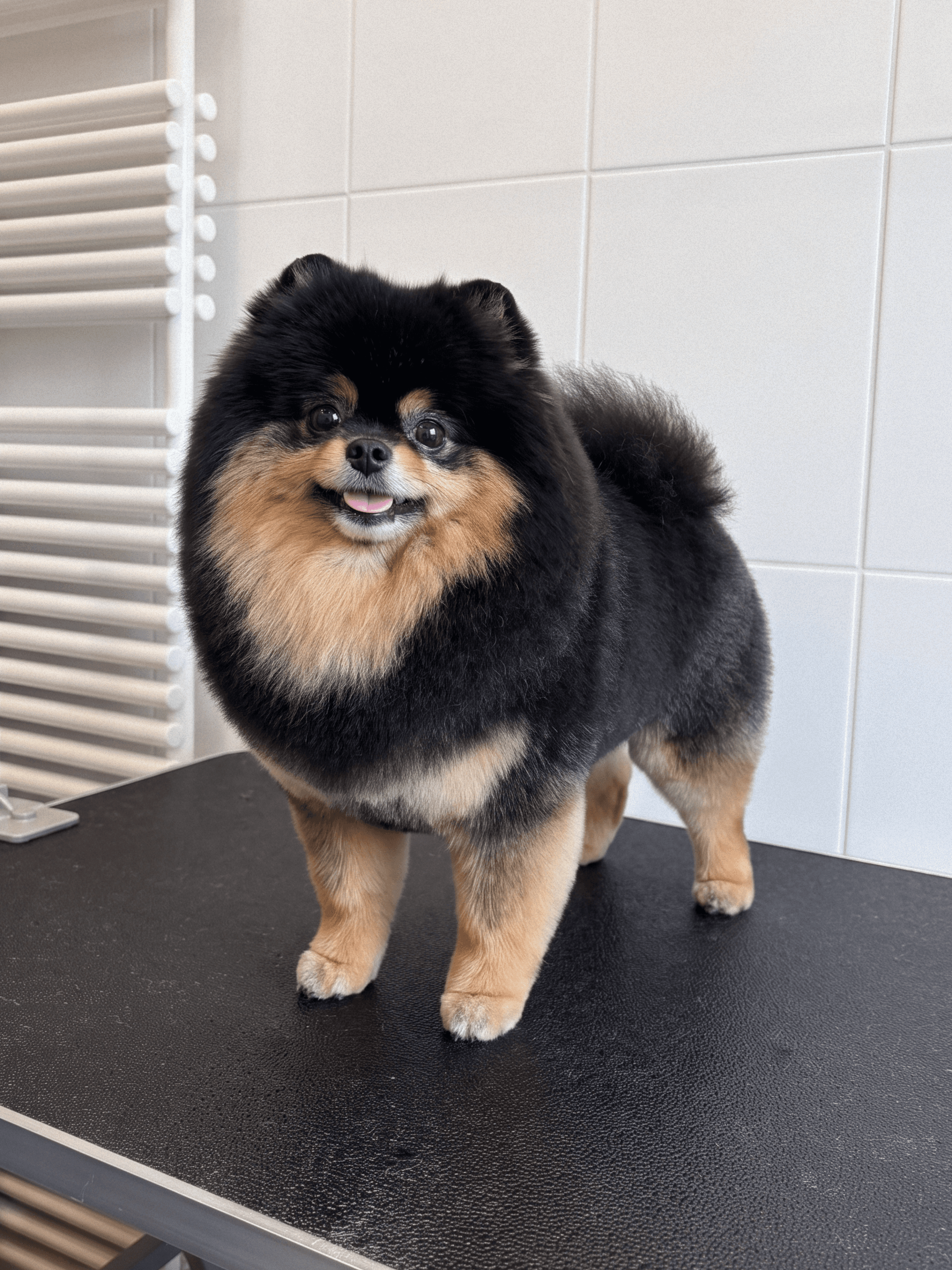 Black and tan Pomeranian after grooming