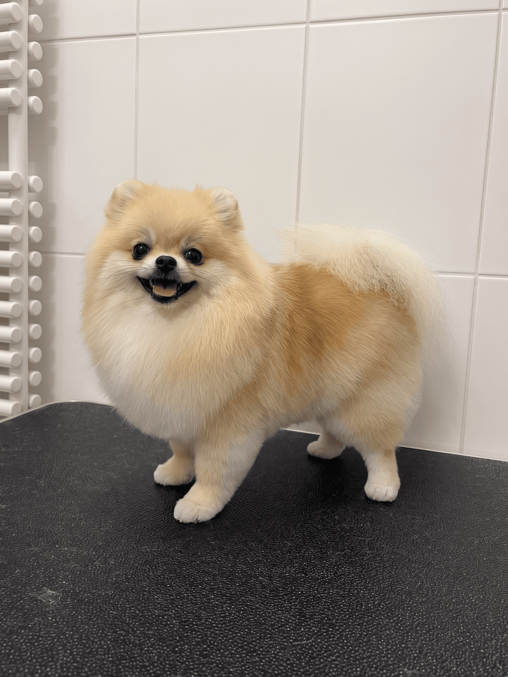 Cream Pomeranian after grooming