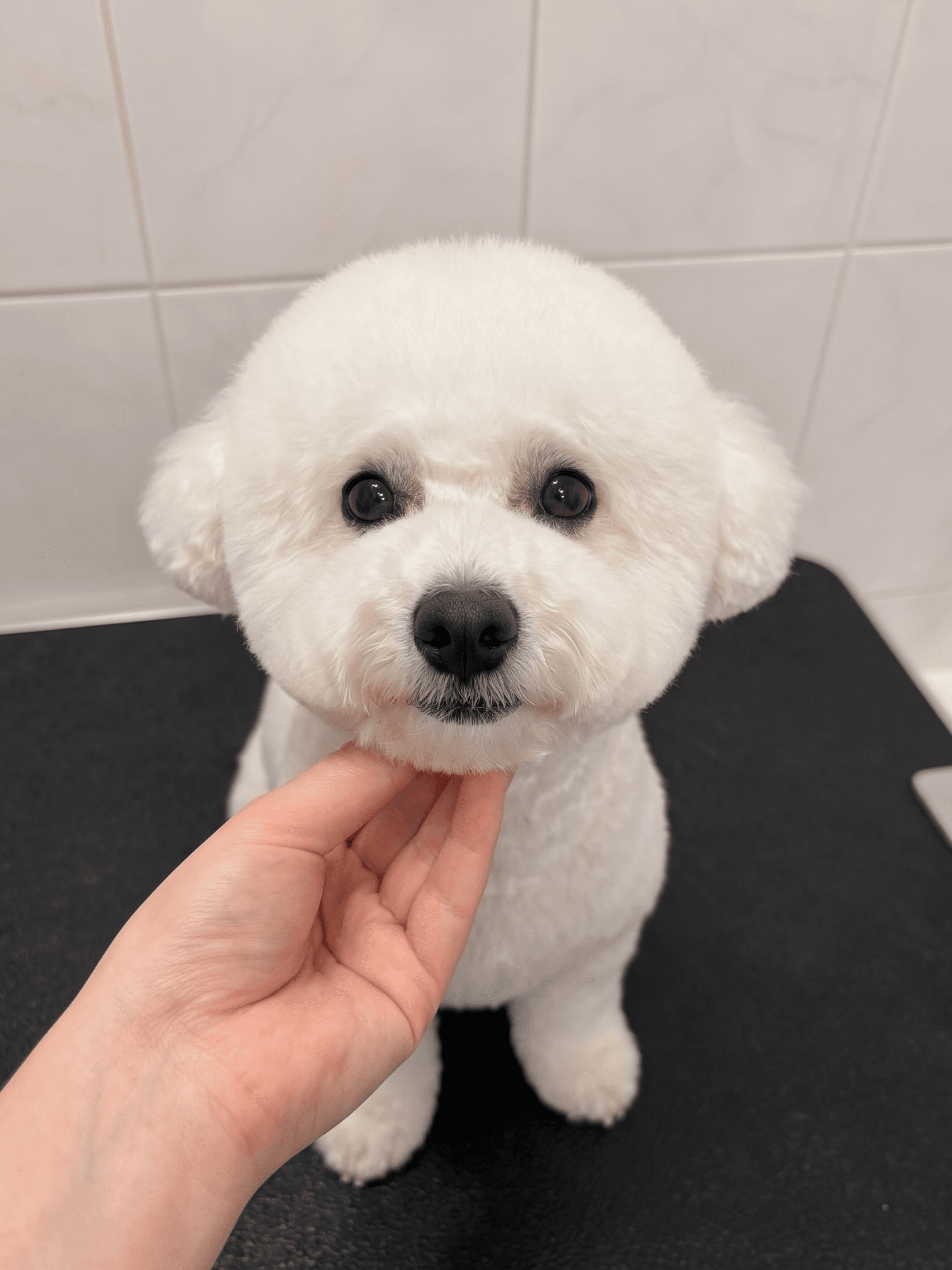 White bichon with a round face after grooming