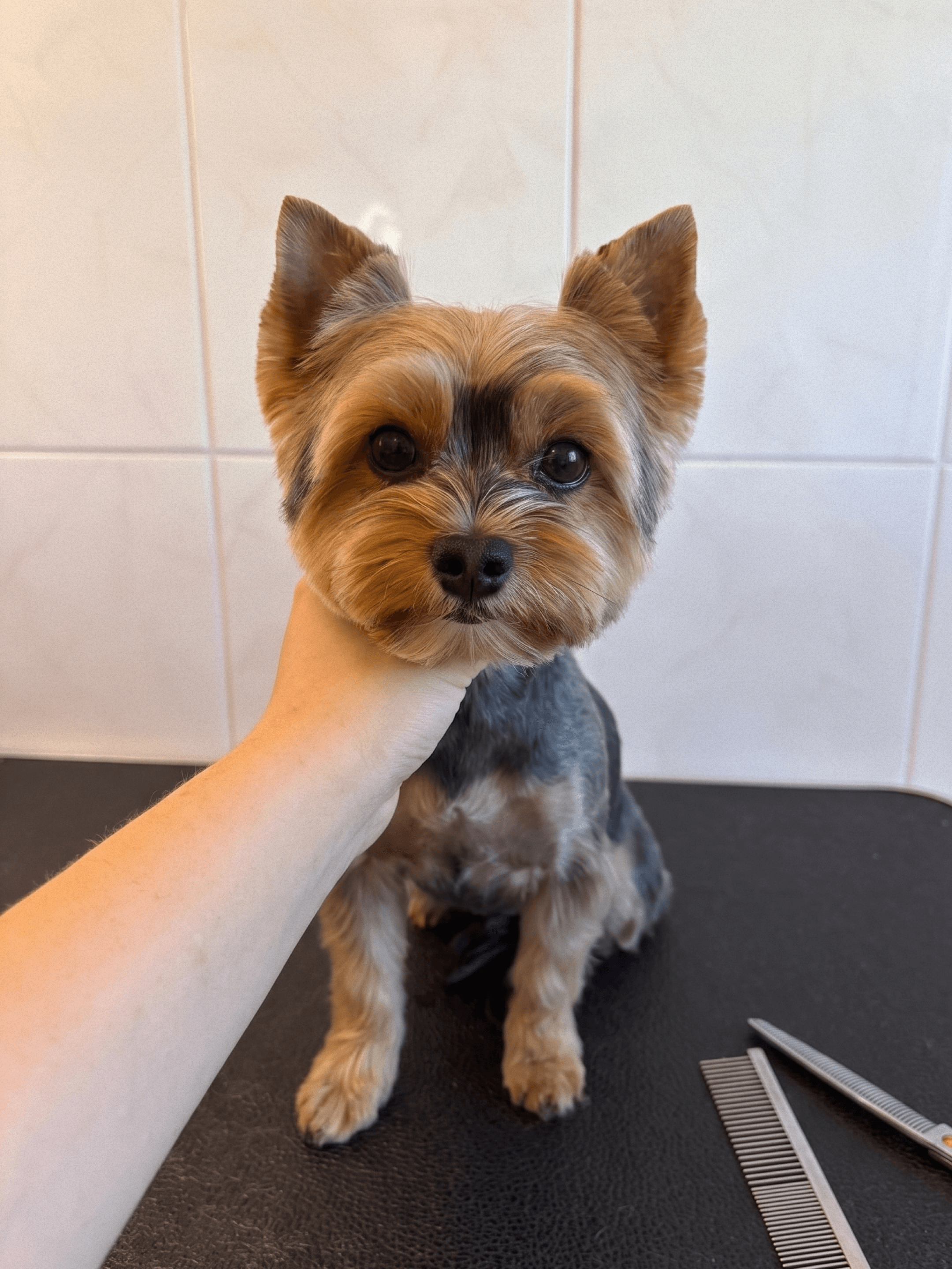 Yorkshire terrier after a haircut