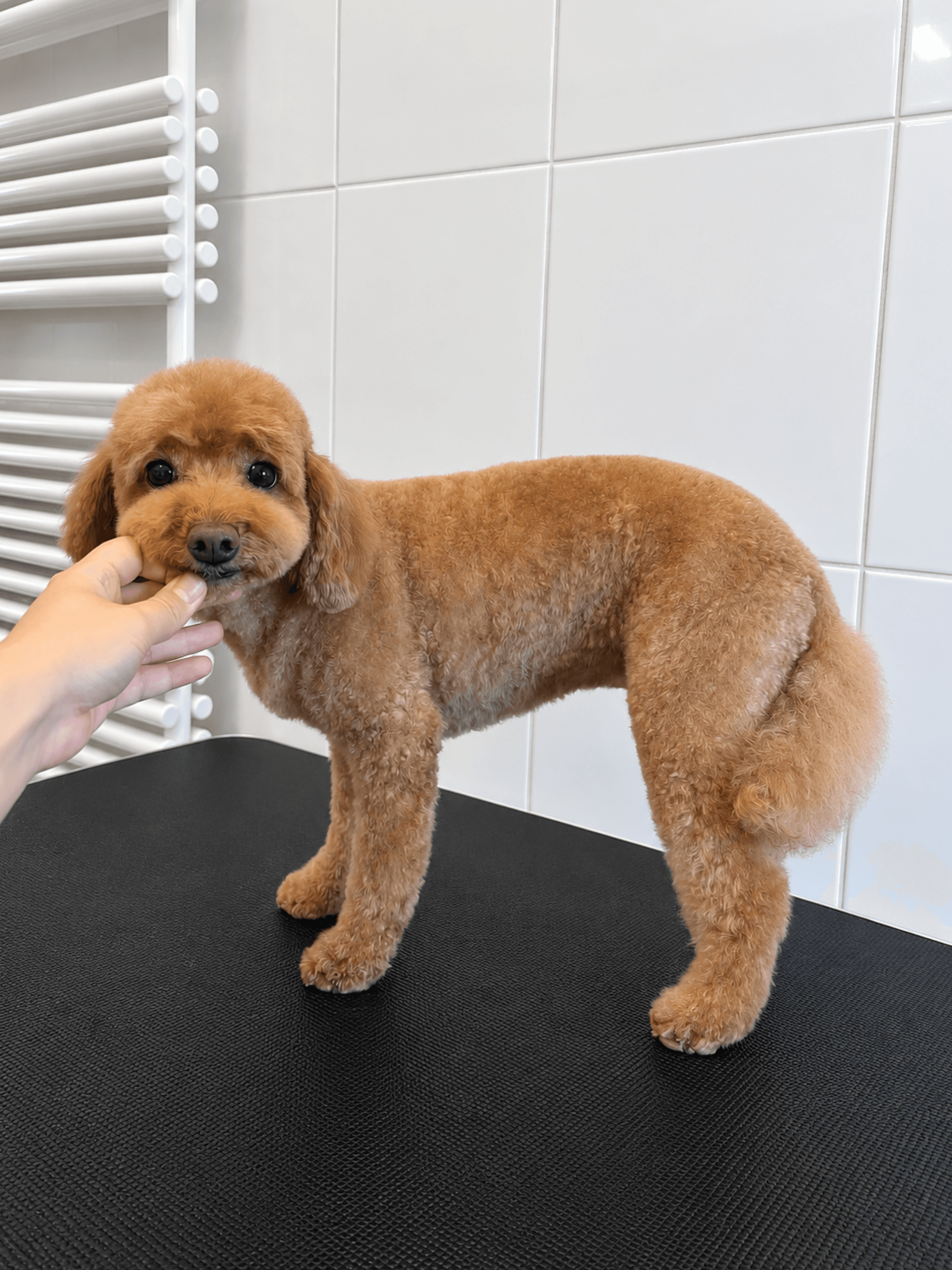 Red poodle after a haircut