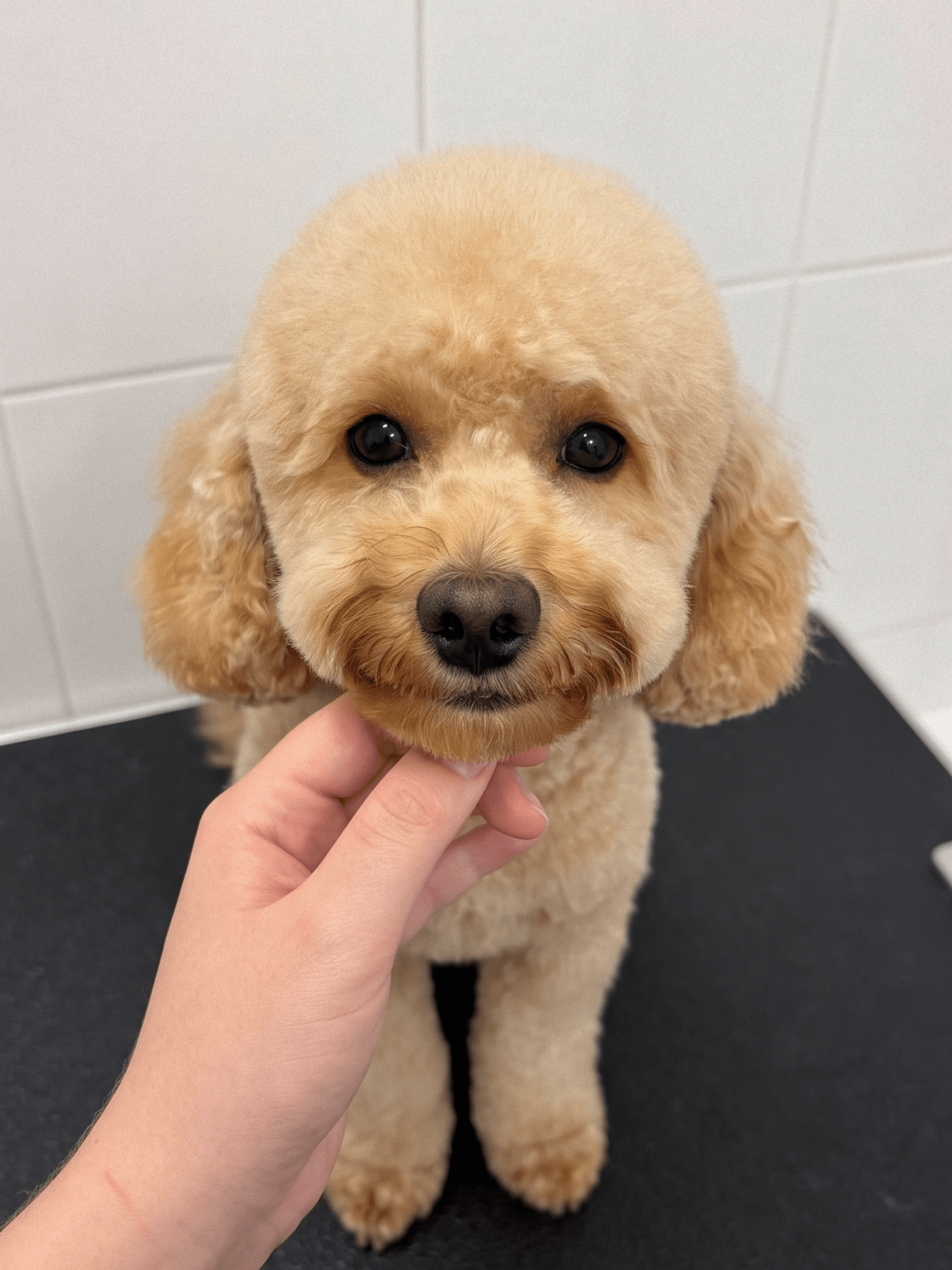 Apricot poodle after a haircut