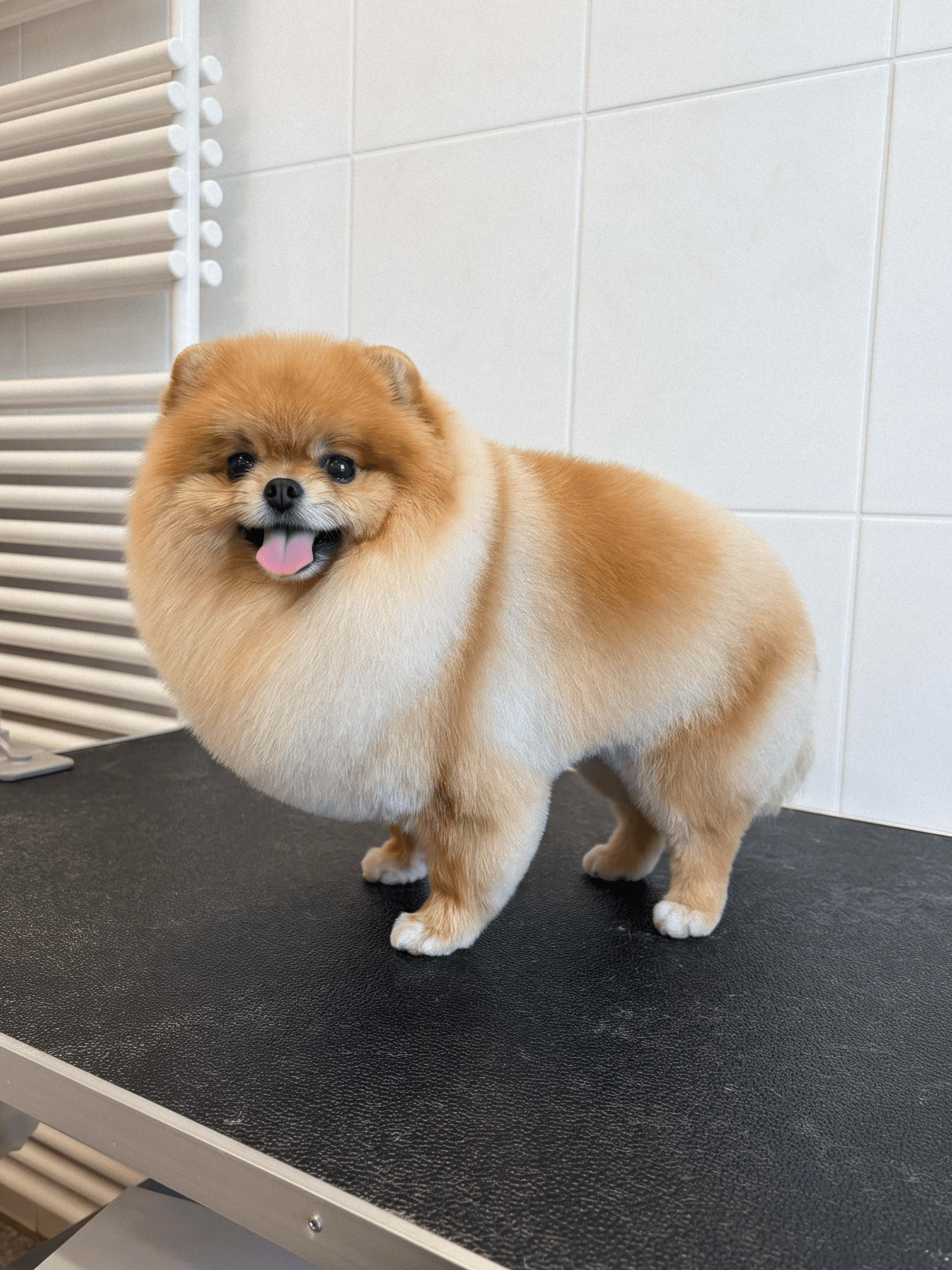 Orange Pomeranian after grooming